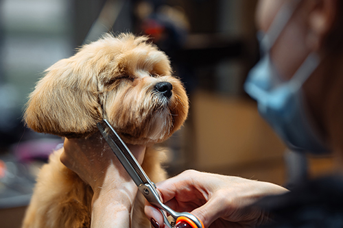 반려견스타일리스트[부분공인] (Pet Stylist)